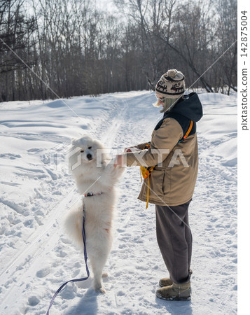 Woman training fluffy samoyed dog to give paw in winter snow Woman training fluffy samoyed dog to give paw in winter snow 142875004