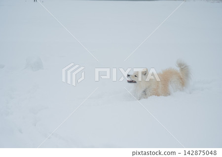 A Samoyed dog runs through the snow. A Samoyed dog runs through the snow. 142875048