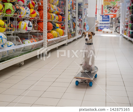 A Jack Russell Terrier rides a longboard at a shopping mall. 142875165