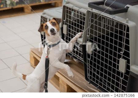 A Jack Russell Terrier chooses a travel box at a shopping mall. A Jack Russell Terrier chooses a travel box at a shopping mall. 142875166