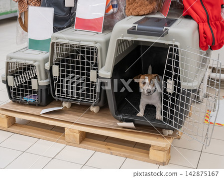 A Jack Russell Terrier chooses a travel box at a shopping mall. A Jack Russell Terrier chooses a travel box at a shopping mall. 142875167