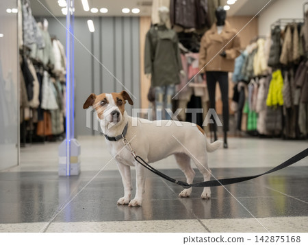 A Jack Russell Terrier dog with its owner at a shopping mall. A Jack Russell Terrier dog with its owner at a shopping mall. 142875168