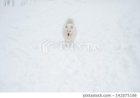 A Samoyed dog plays with a puller on a winter walk. A Samoyed dog plays with a puller on a winter walk. 142875186