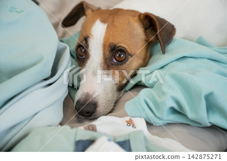 A Jack Russell Terrier dog is lying on its owner's things. A Jack Russell Terrier dog is lying on its owner's things. 142875271