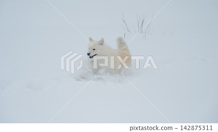 A Samoyed dog runs through the snow. A Samoyed dog runs through the snow. 142875311
