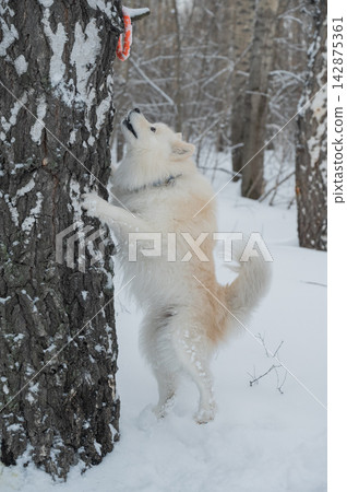 A Samoyed dog stood on a birch tree during a winter walk. A Samoyed dog stood on a birch tree during a winter walk. 142875361