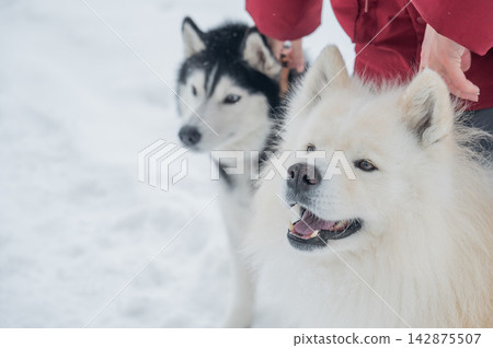 Owner with fluffy sled dogs in snowy winter park. Owner with fluffy sled dogs in snowy winter park. 142875507