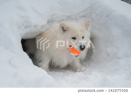 White Samoyed dog with orange ball in mouth standing inside snow tunnel, winter outdoor scene White Samoyed dog with orange ball in mouth standing inside snow tunnel, winter outdoor scene 142875508