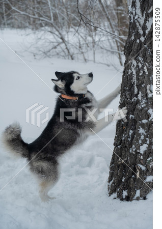 Siberian husky dog standing on hind legs against tree trunk in snowy winter forest, vertical shot Siberian husky dog standing on hind legs against tree trunk in snowy winter forest, vertical shot 142875509