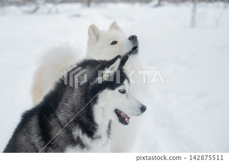 Two fluffy sled dogs in snowy winter landscape. Two fluffy sled dogs in snowy winter landscape. 142875511