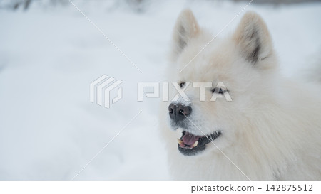 White Samoyed dog in snowy winter landscape, close up portrait White Samoyed dog in snowy winter landscape, close up portrait 142875512