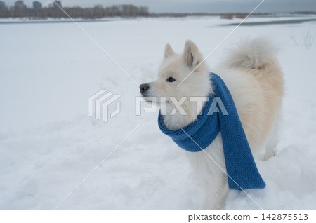 A Samoyed dog wearing a knitted scarf takes a walk in winter. A Samoyed dog wearing a knitted scarf takes a walk in winter. 142875513