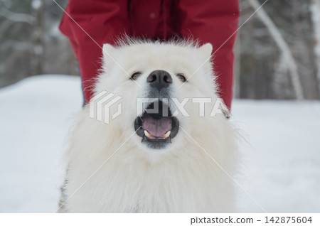 Happy samoyed dog smiling in winter snow Happy samoyed dog smiling in winter snow 142875604