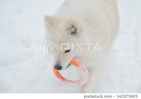 A Samoyed dog plays with a puller on a winter walk. A Samoyed dog plays with a puller on a winter walk. 142875605