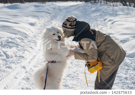 Woman training fluffy samoyed dog to give paw in winter snow Woman training fluffy samoyed dog to give paw in winter snow 142875633