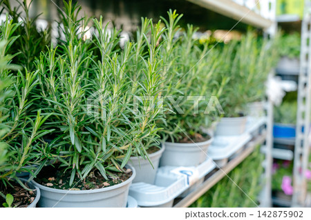 Rosemary plants in pots are neatly arranged on nursery shelves, showcasing lush green foliage ready for gardening enthusiasts and home cooks who enjoy fresh herbs Rosemary plants in pots are neatly arranged on nursery shelves, showcasing lush green foliage ready for gardening enthusiasts and home cooks who enjoy fresh herbs 142875902