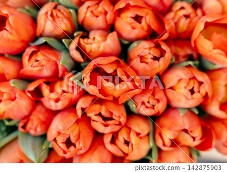 Close-up image capturing a cluster of vibrant orange tulip blossoms in full bloom. The flowers are tightly packed together, showcasing their vivid color and intricate petal details Close-up image capturing a cluster of vibrant orange tulip blossoms in full bloom. The flowers are tightly packed together, showcasing their vivid color and intricate petal details 142875903