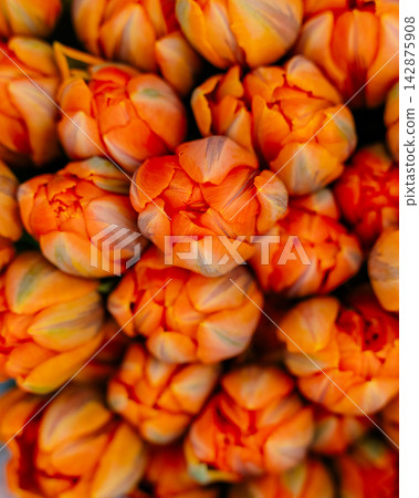 Vibrant orange tulips in full bloom are densely clustered together, showcasing their rich color and delicate petals. This close-up captures the floral texture and vivid hues Vibrant orange tulips in full bloom are densely clustered together, showcasing their rich color and delicate petals. This close-up captures the floral texture and vivid hues 142875908