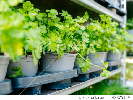Fresh parsley plants in gray pots lined up on a metal shelf, thriving in a greenhouse setting. Close-up view highlights vibrant green foliage and healthy growth Fresh parsley plants in gray pots lined up on a metal shelf, thriving in a greenhouse setting. Close-up view highlights vibrant green foliage and healthy growth 142875909