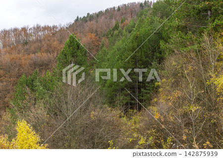 Autumn in park and forest. Autumn in park and forest. 142875939