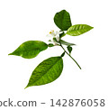 Fresh blooming lemon or orange branch with white flower isolated on white background. Organic citrus botanical element for skin care packaging, spa, and beauty design. 142876058