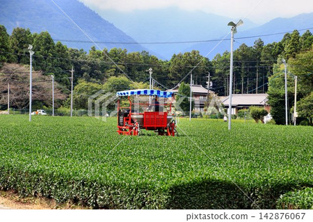 在俯瞰鈴鹿山脈的茶園裡採茶…【採茶機】 在俯瞰鈴鹿山脈的茶園裡採茶…【採茶機】 142876067