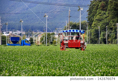 Tea picking in a tea field overlooking the Suzuka Mountains... [Tea picking machine] 142876074
