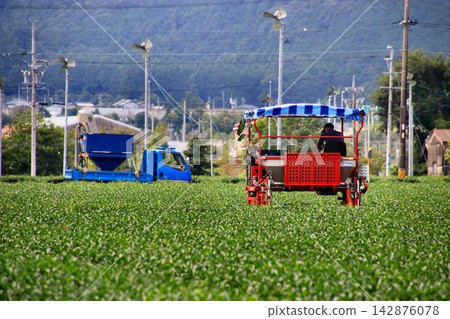 在俯瞰鈴鹿山脈的茶園裡採茶…【採茶機】 142876078