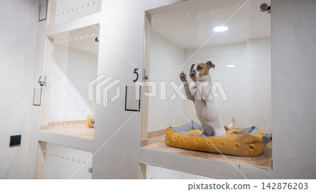 A Jack Russell Terrier in a capsule hotel for pets. The dog is behind a glass door. A Jack Russell Terrier in a capsule hotel for pets. The dog is behind a glass door. 142876203