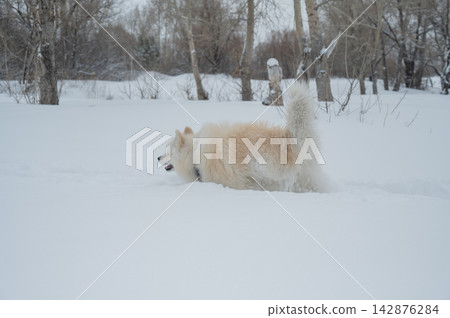 A Samoyed dog runs through the snow. A Samoyed dog runs through the snow. 142876284
