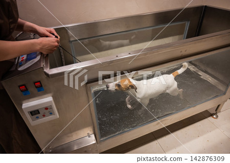 A Jack Russell Terrier walks on a treadmill in the water. Animal rehabilitation. A Jack Russell Terrier walks on a treadmill in the water. Animal rehabilitation. 142876309