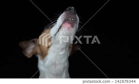 A close-up portrait of a Jack Russell Terrier dog on a black background.  142876344