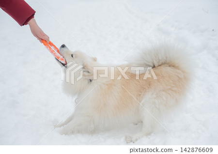 A Samoyed dog plays with a puller on a winter walk. A Samoyed dog plays with a puller on a winter walk. 142876609
