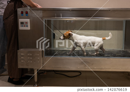 A Jack Russell Terrier walks on a treadmill in the water. Animal rehabilitation. A Jack Russell Terrier walks on a treadmill in the water. Animal rehabilitation. 142876619