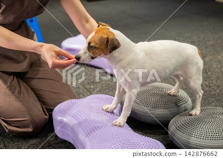 A Jack Russell Terrier dog in a balance training session. A Jack Russell Terrier dog in a balance training session. 142876662