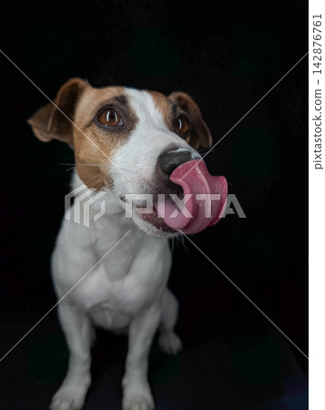 Close-up portrait of a Jack Russell Terrier licking its nose on a black background. Close-up portrait of a Jack Russell Terrier licking its nose on a black background. 142876761