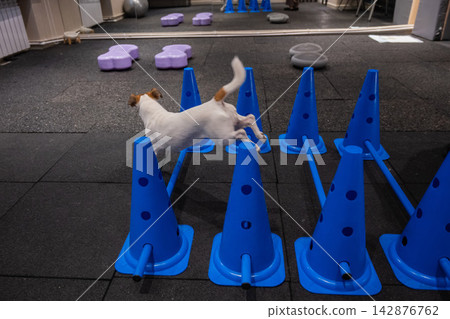 A Jack Russell Terrier jumps over obstacles during an agility lesson. 142876762