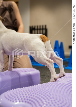 A Jack Russell Terrier dog in a balance training session. A Jack Russell Terrier dog in a balance training session. 142876763