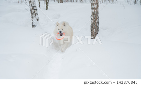 A Samoyed dog plays with a puller on a winter walk. A Samoyed dog plays with a puller on a winter walk. 142876843
