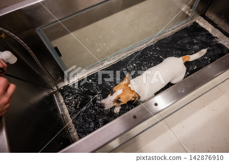 A Jack Russell Terrier walks on a treadmill in the water. Animal rehabilitation. A Jack Russell Terrier walks on a treadmill in the water. Animal rehabilitation. 142876910