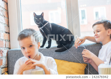 Two Caucasian boys in a cafe with a cat. Pet friendly. Two Caucasian boys in a cafe with a cat. Pet friendly. 142876942