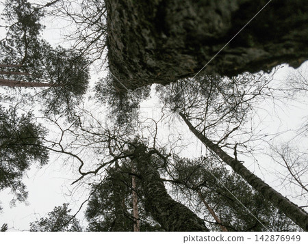 Looking Up Through Pine Forest 142876949
