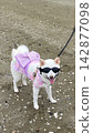 A white Shiba Inu wearing a yukata takes a walk on the beach to create summer memories. 142877098