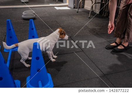 A Jack Russell Terrier jumps over obstacles during an agility lesson. A Jack Russell Terrier jumps over obstacles during an agility lesson. 142877222