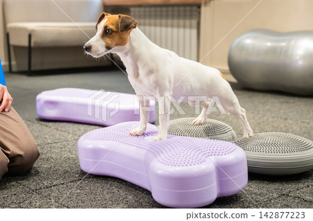 A Jack Russell Terrier in a balance training session. A dog undergoing rehabilitation training on a hemisphere. A Jack Russell Terrier in a balance training session. A dog undergoing rehabilitation training on a hemisphere. 142877223
