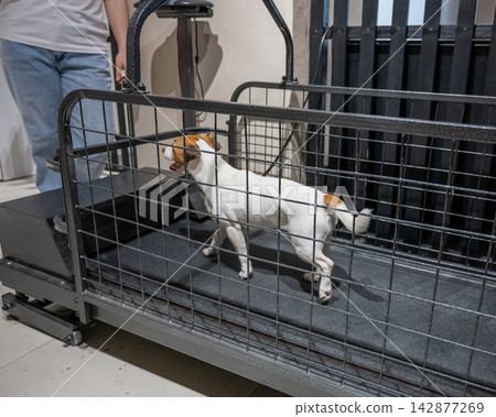 A Jack Russell Terrier runs on a treadmill. A Jack Russell Terrier runs on a treadmill. 142877269