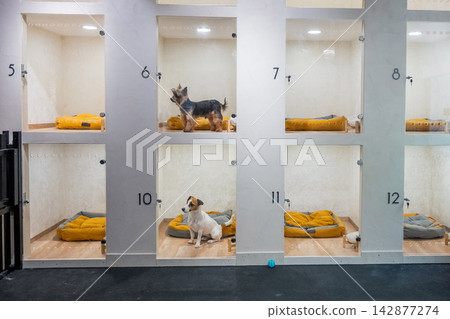A Jack Russell Terrier and a Yorkshire Terrier sit behind a glass door at a pet hotel or shelter. A Jack Russell Terrier and a Yorkshire Terrier sit behind a glass door at a pet hotel or shelter. 142877274