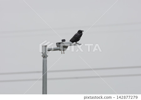 An Australian Raven bird standing on a light pole on a foggy day An Australian Raven bird standing on a light pole on a foggy day 142877279