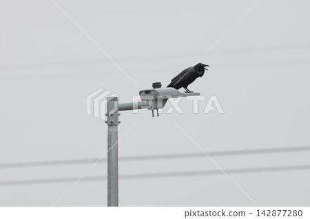 An Australian Raven bird standing on a light pole on a foggy day An Australian Raven bird standing on a light pole on a foggy day 142877280