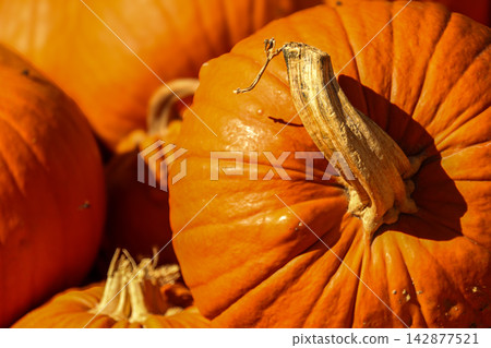 Close-Up of Bright Orange Pumpkins in Sunlight Close-Up of Bright Orange Pumpkins in Sunlight 142877521